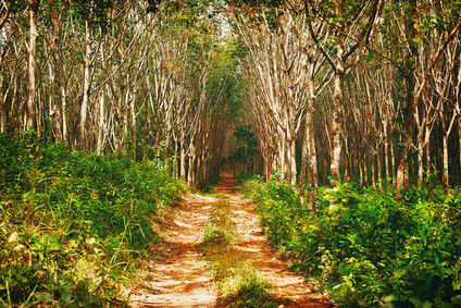 Gummibaumplantage Koh Lanta