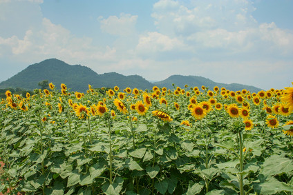 Sonnenblumen in Saraburi