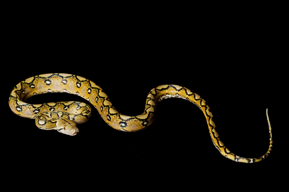 Netzpython Thailands Schlangenwelt