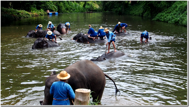 Mit den Elefanten im Fluss baden. Thailand.