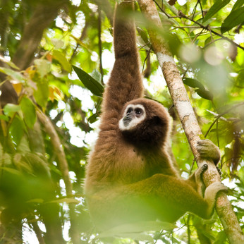 Gibbons im Khao Yai Nationalpark