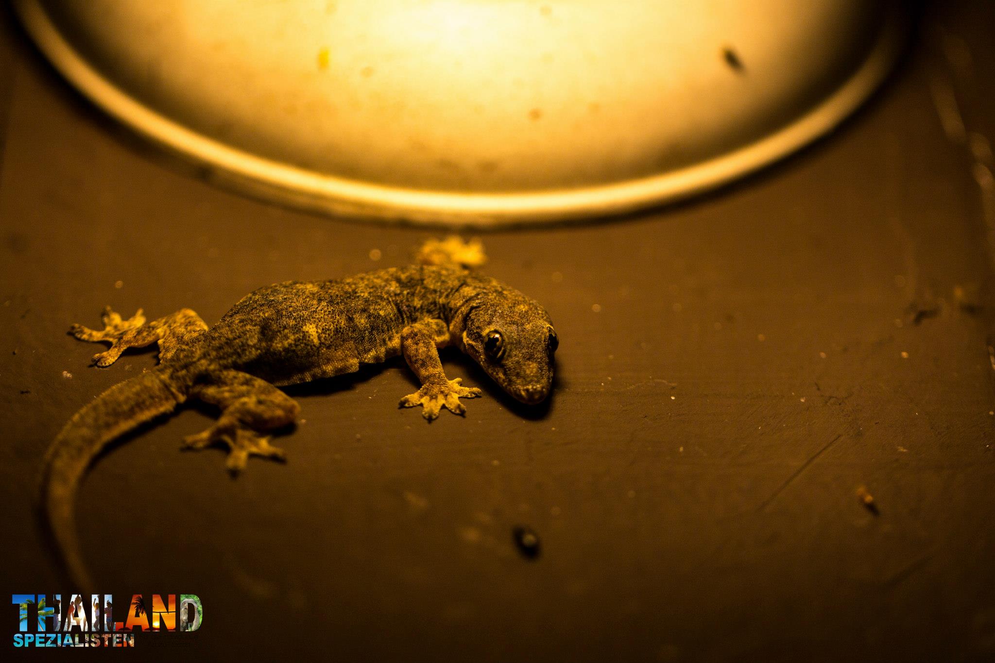 Auffälliger Tokay Gecko mit aufgerissenem Maul ruft lautstark durch die thailändische Tropennacht