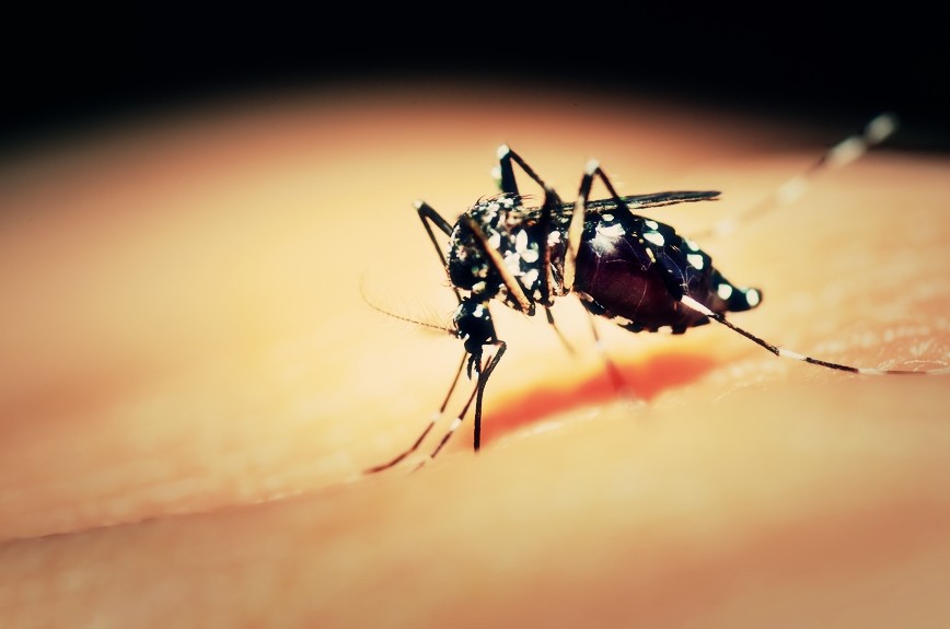 Dengue Gefahr auf Koh Smaui