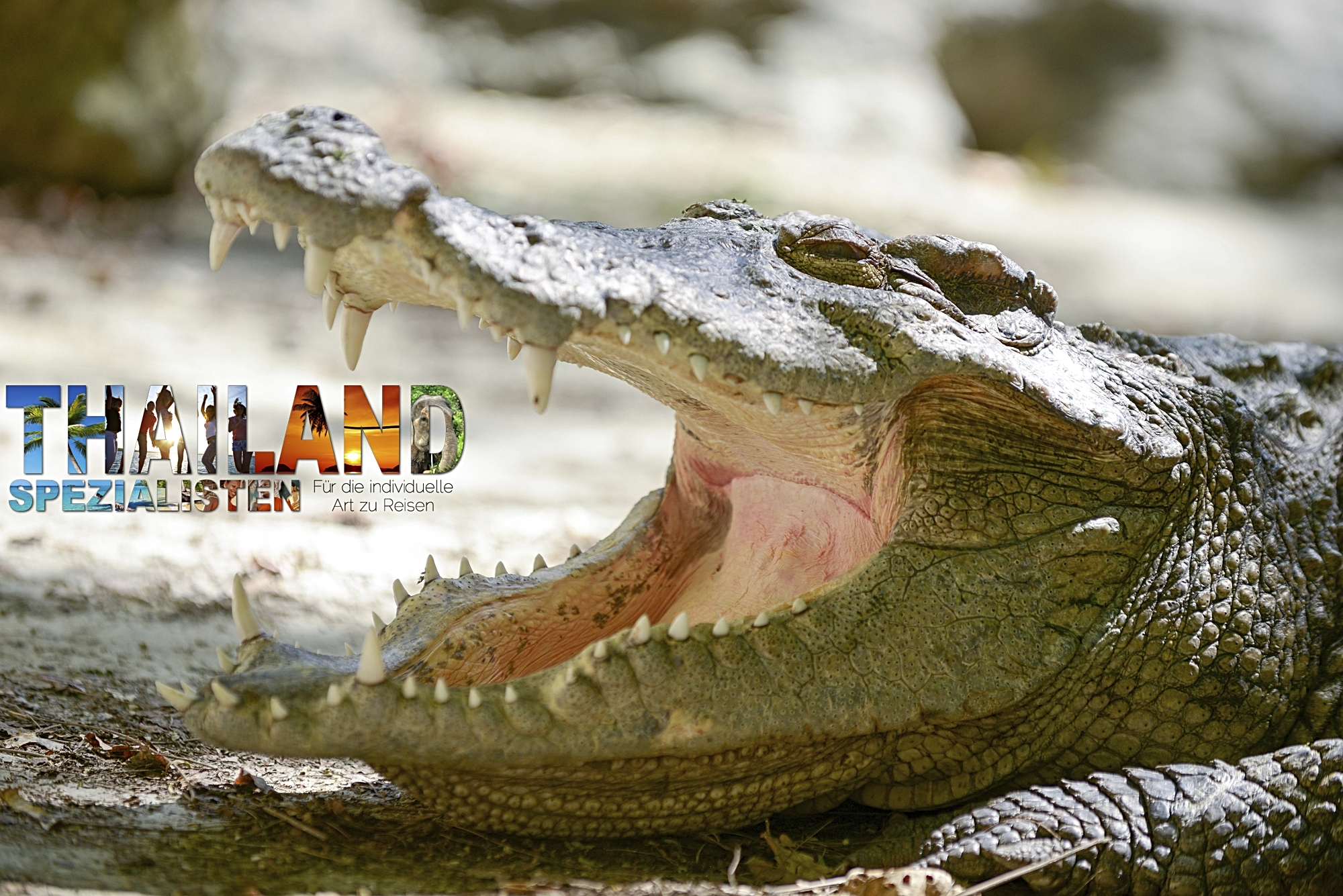 Wilde Krokodile in Thailand: Ein prähistorischer Schatten lauert im trüben Wasser abseits der Urlaubsküsten