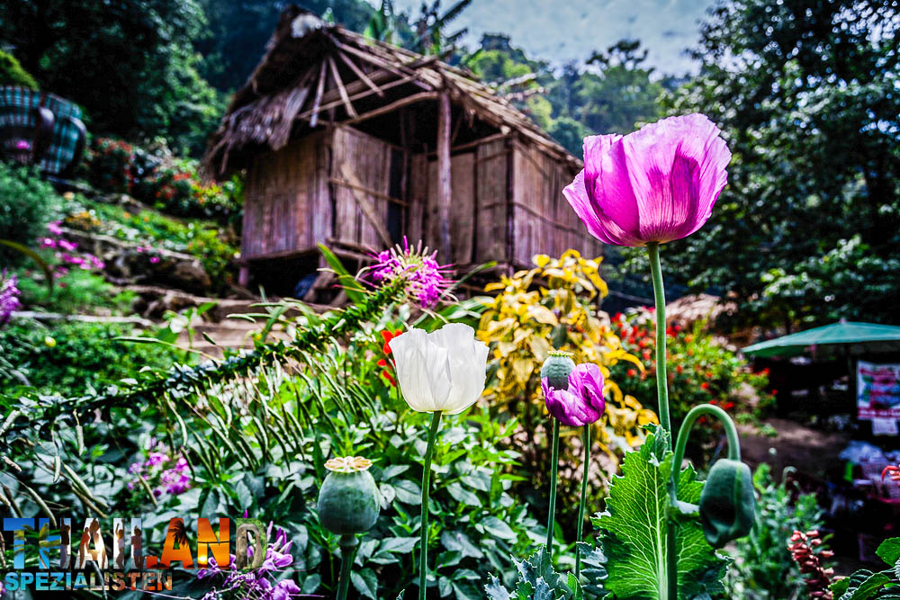 Drogenentzug von Heroin, Yaba, Opium und andere Suchtmitteln im Wat Tham Krabok