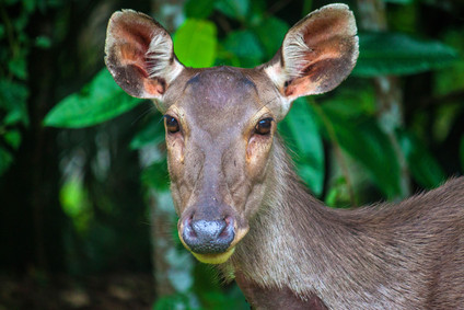 Neugierige Tierwelt im Khao Yai