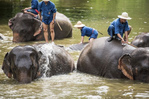 Mahouts baden ihre Elefanten in Lampang
