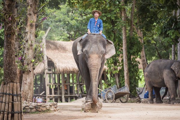 Elefanten in Lampang