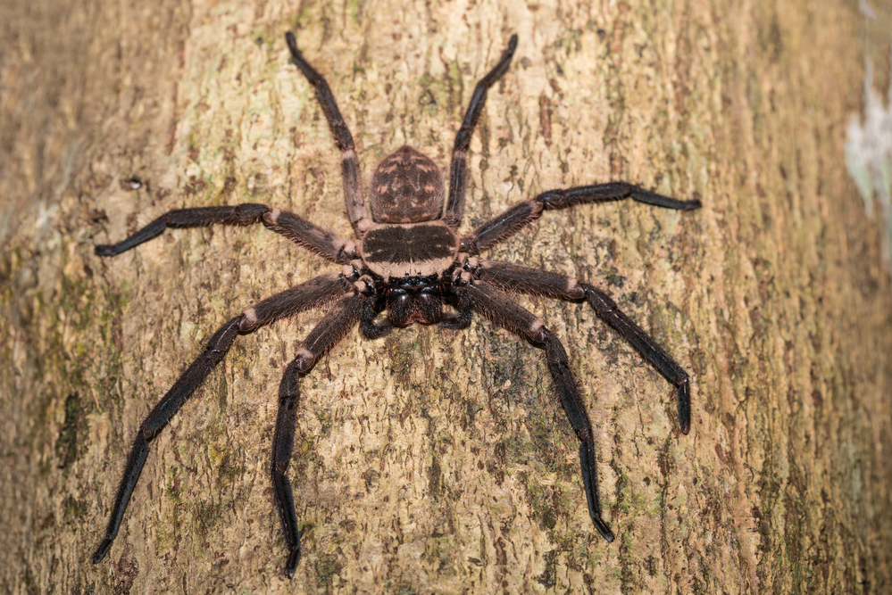 Riesenkrabbenspinne in Thailand