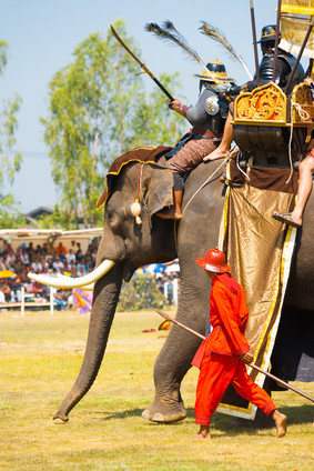 Elefanten-Festival in Surin, Thailand