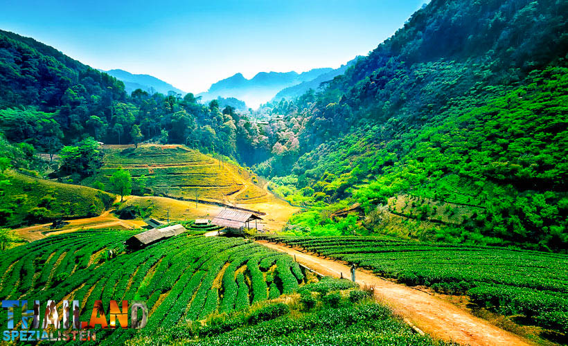 Angkhang Berge, Chiang Mai