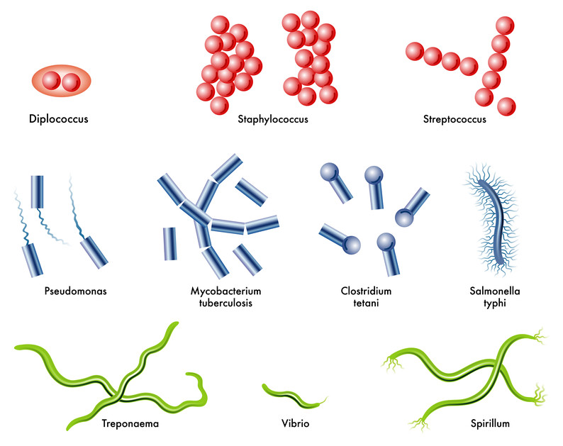 Typhus - Erreger ist Salmonella Typhi