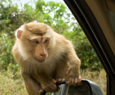 Niemals sollten Sie mit offenem Fenster im Khao Yai Nationalpark halten!