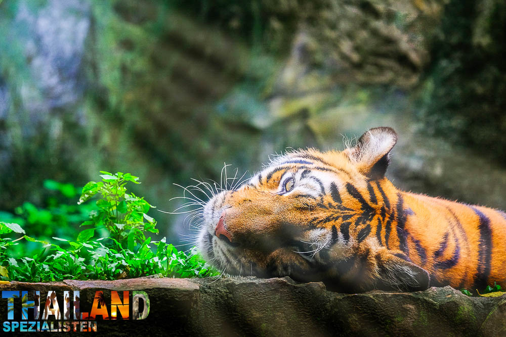 Wilde Tiger im Nord-Thailändischen Dschungel