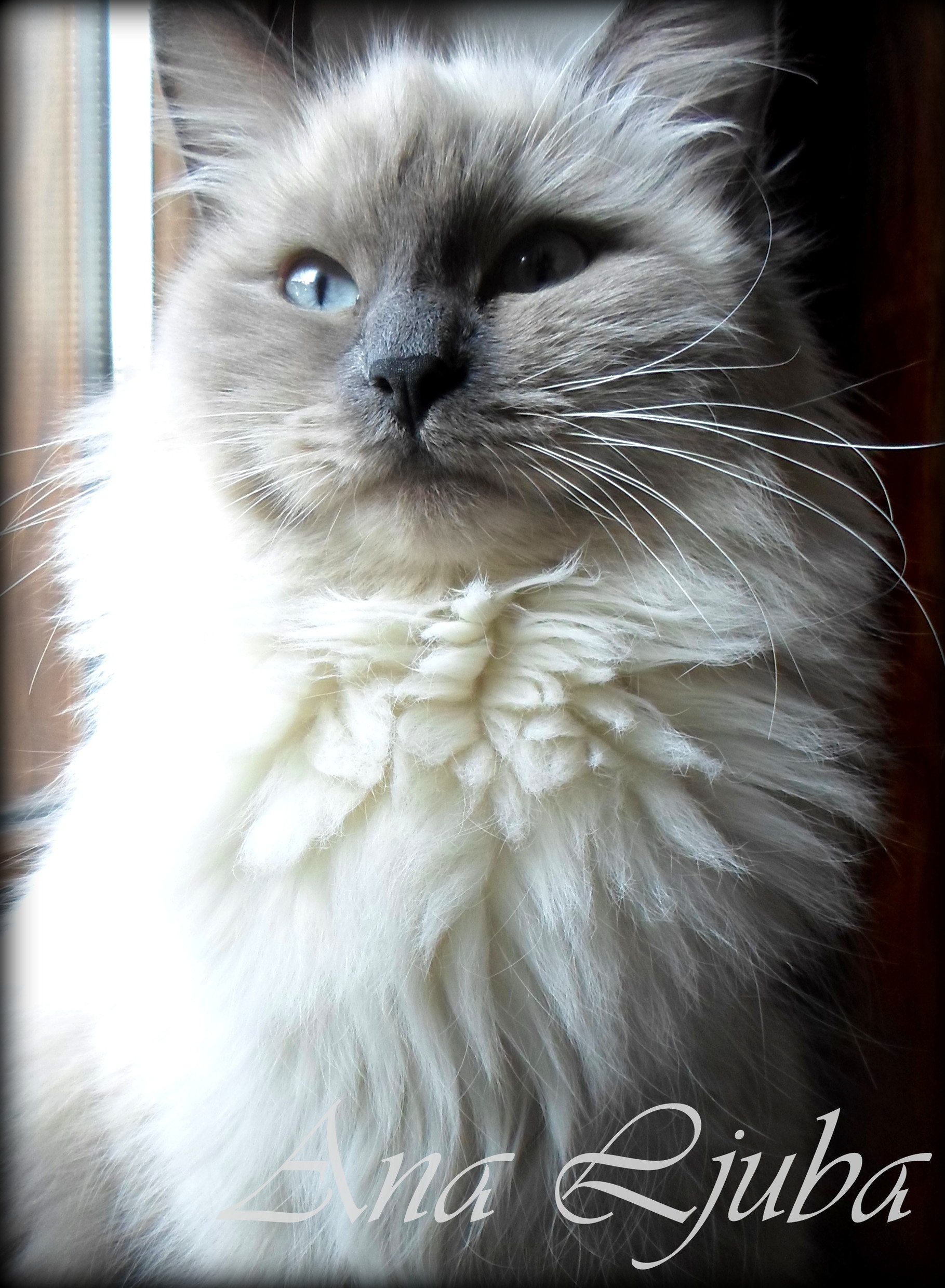 Inheritance siberian cattery shop