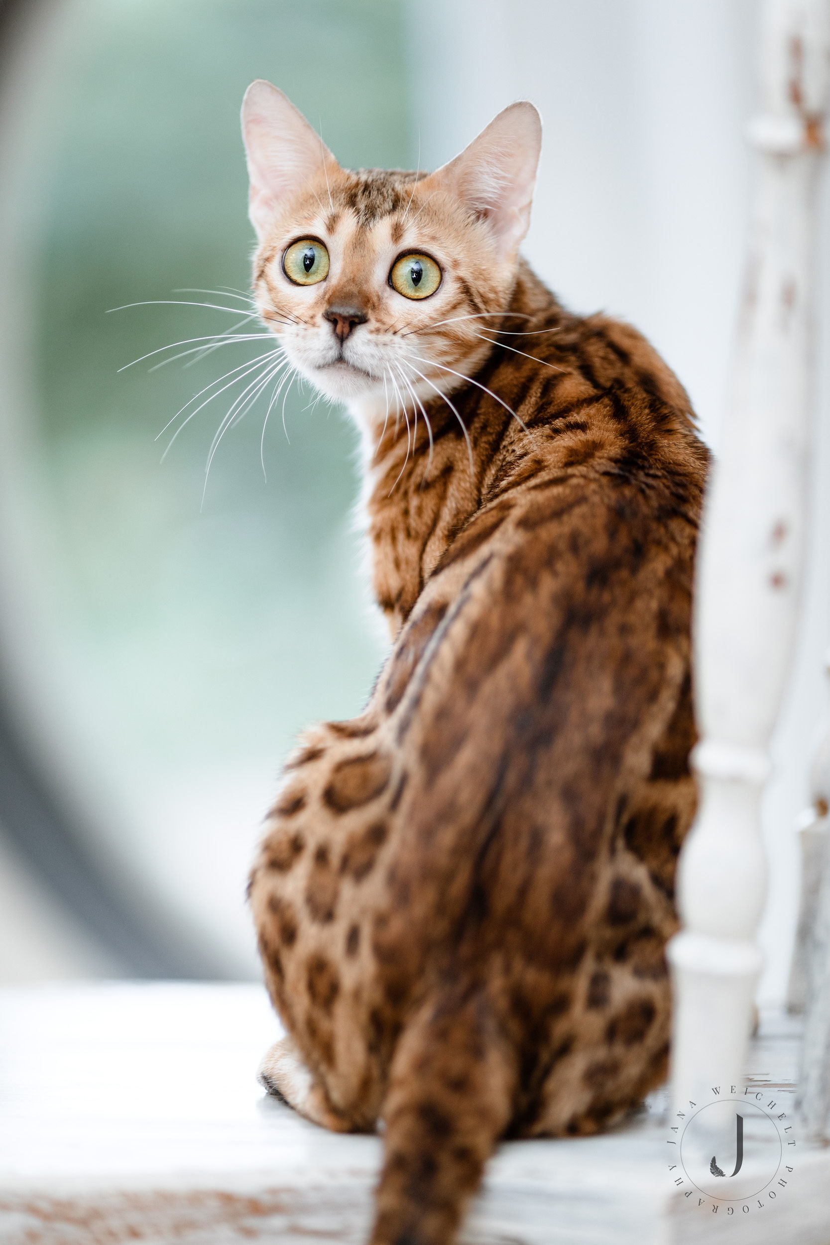 Little Diamond - Bengalen-aus-dem-Sommerviertel Bengal Minileopard