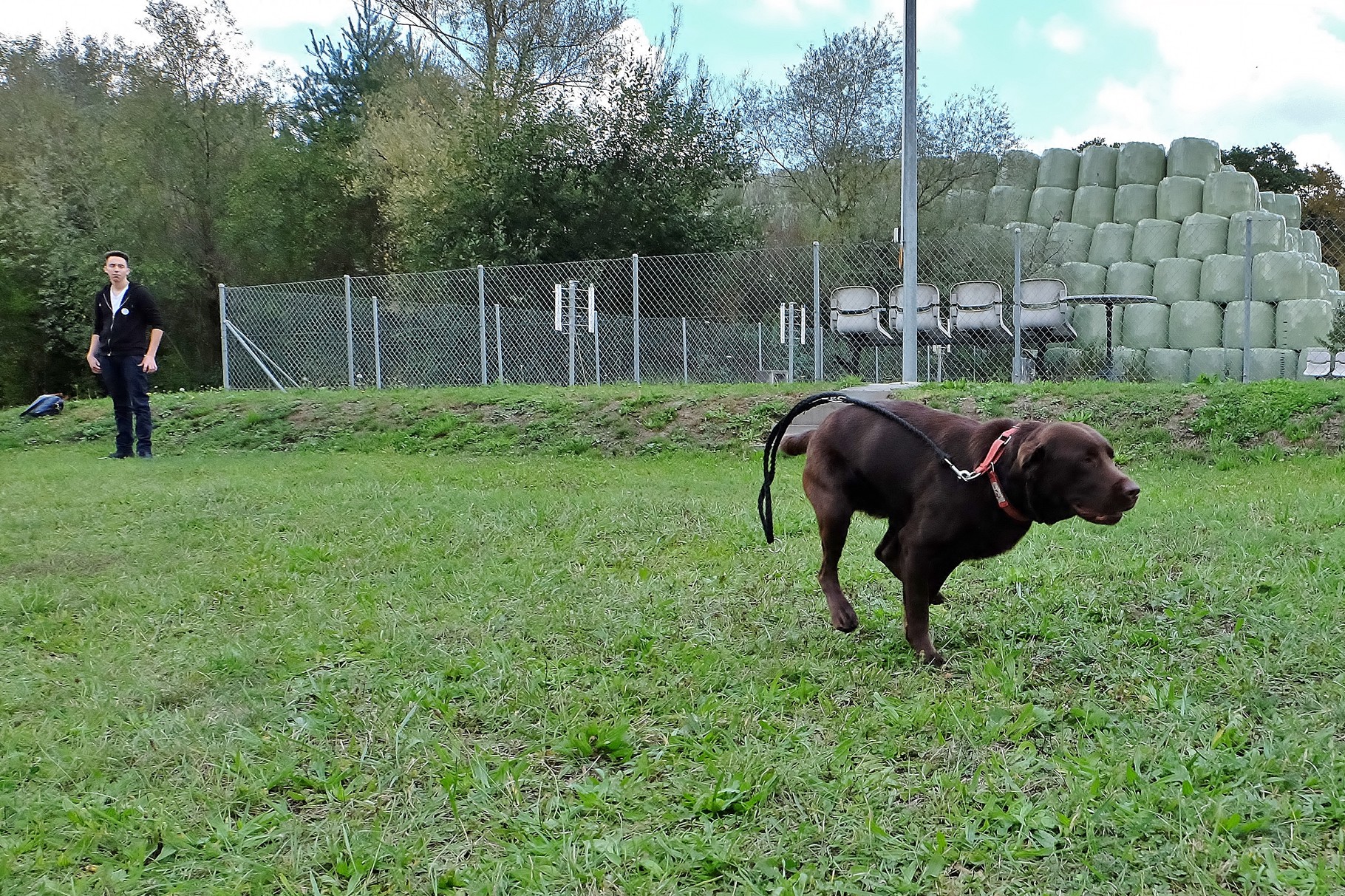 Schoggi, chocolate (D-Wurf)