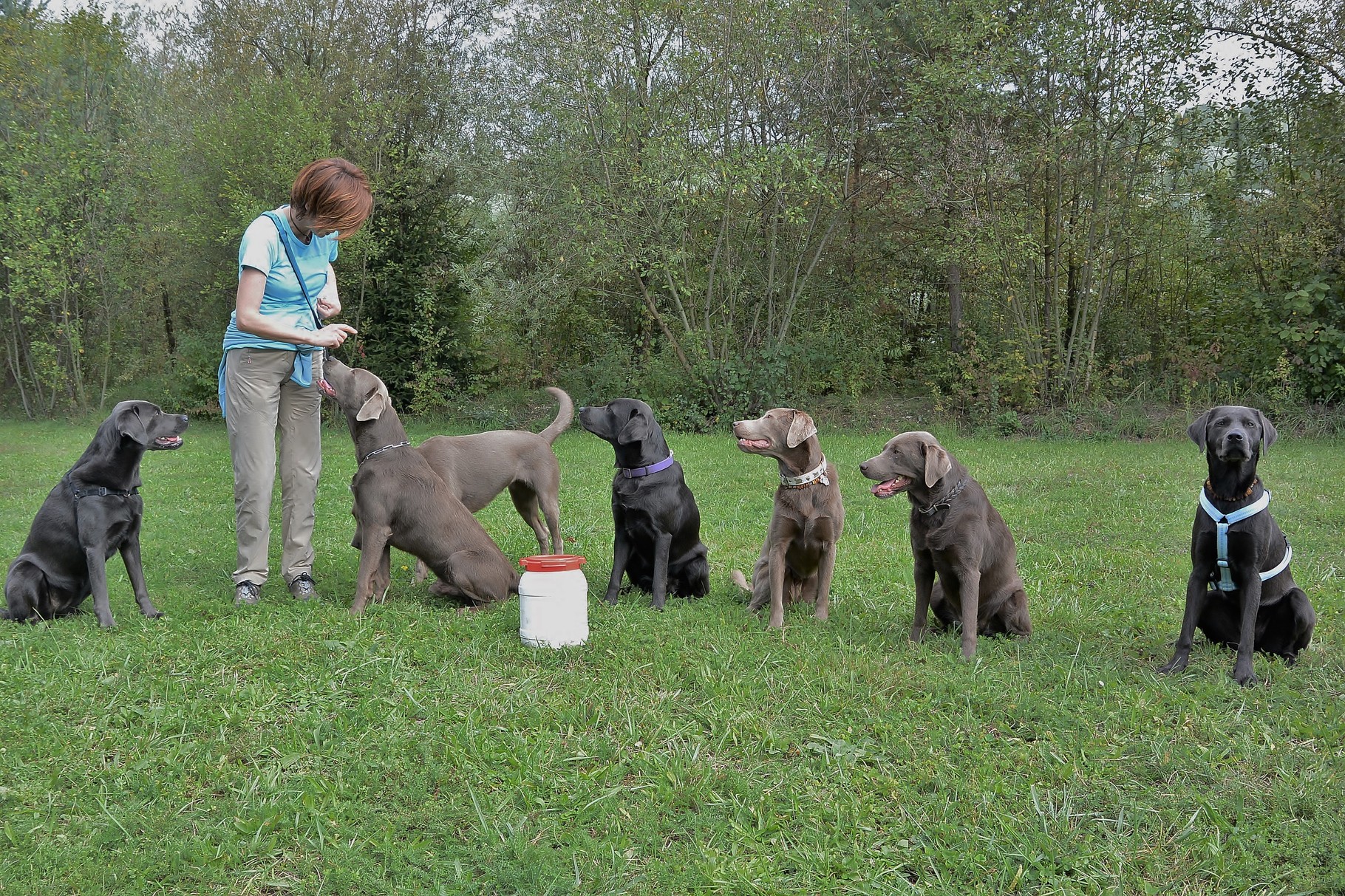 Von links nach rechts: Cayla, Siri, Django (z.T. verdeckt), Duke, Ayana, Dinah und Enya
