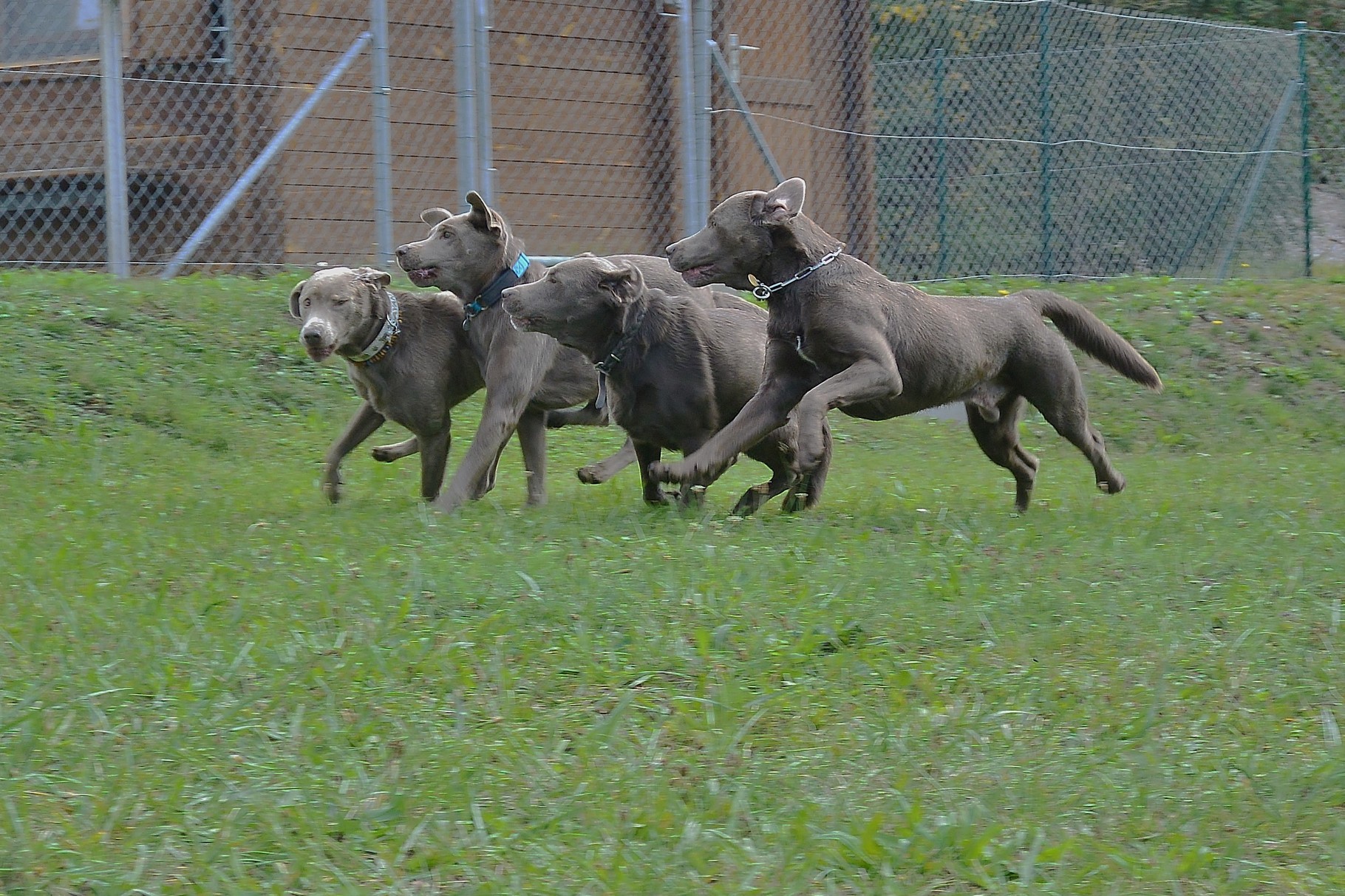 Silber-Rennen: Ayana, Siri (C-Wurf), Dinah und Django (von links nach rechts)