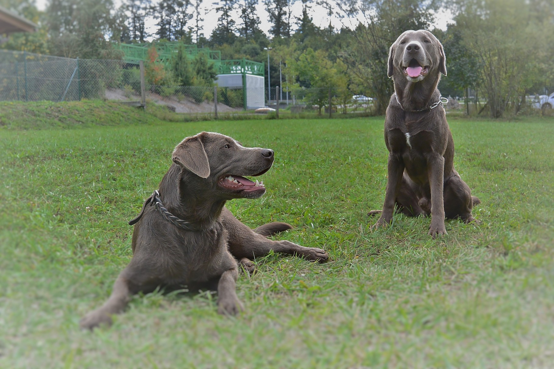 Links: Dinah (silber), rechts: Django (silber)