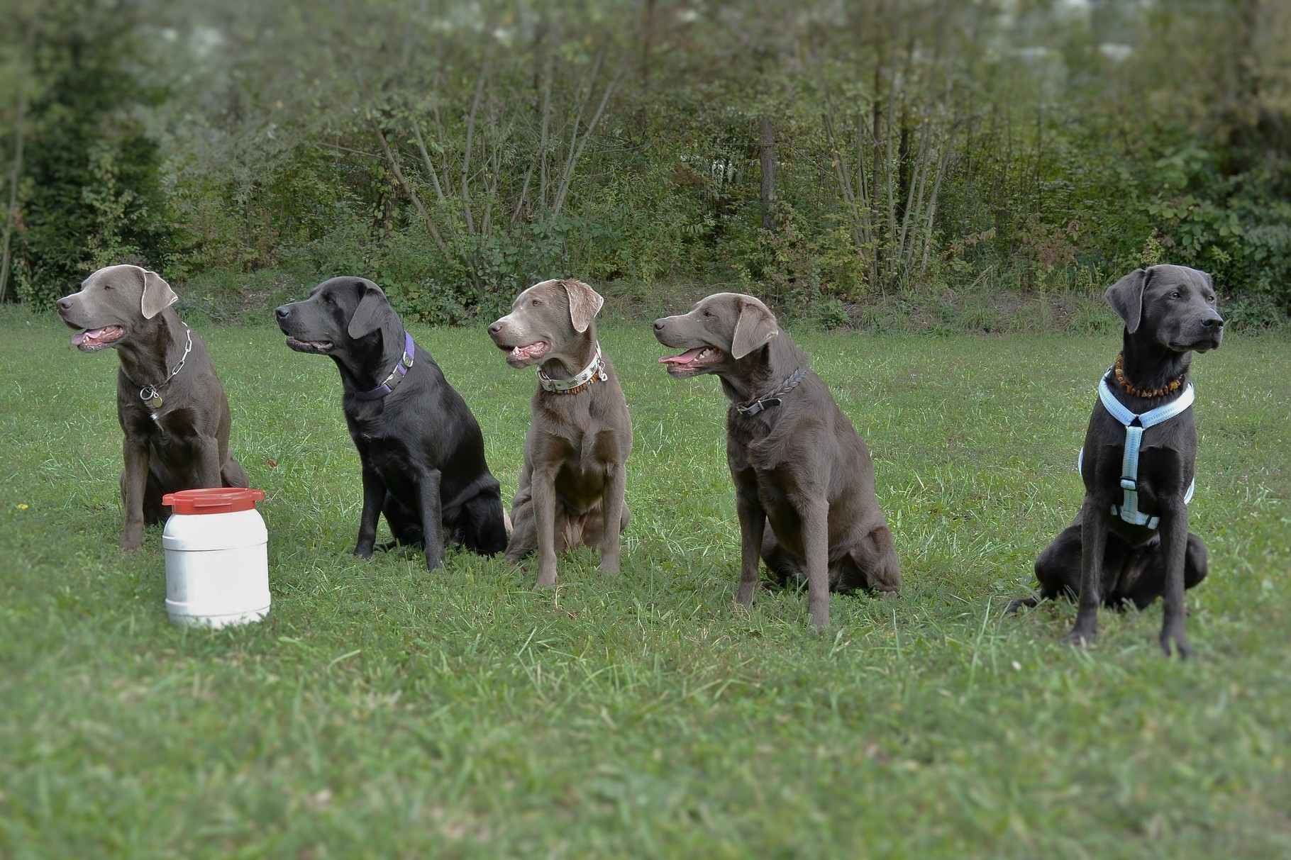 von links nach rechts: Django (silber), Duke (charcoal), Ayana (silber), Dinah (silber) und Enya (charcoal)