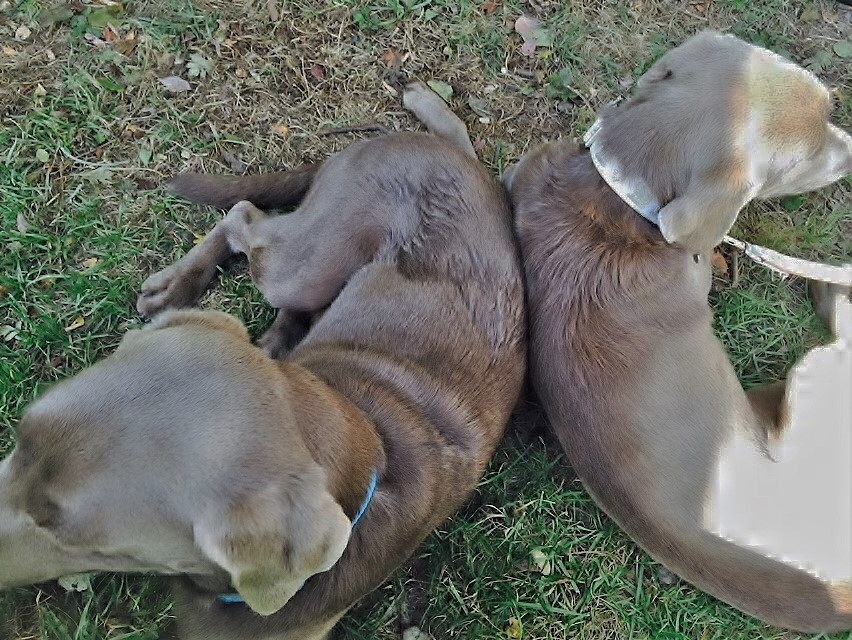 2 müde Silber-Labis Siri (links) und Ayana (rechts)