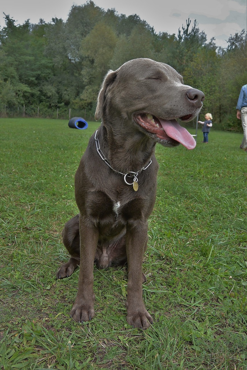 Django (silber)