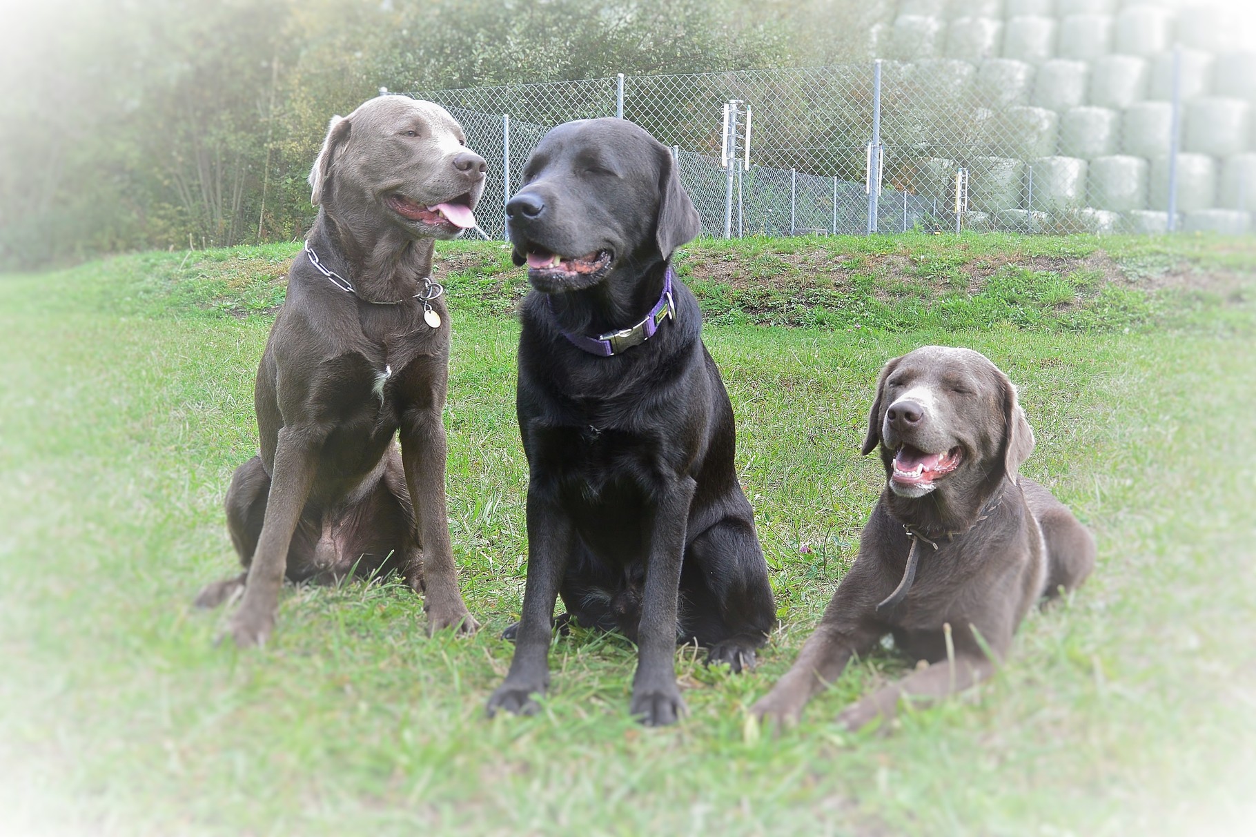 Die Geschwister von links nach rechts: Django, Duke und Dinah