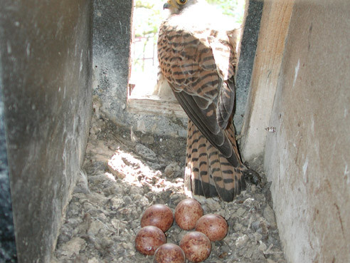 Manchmal brütet im Eingang ein Turmfalke