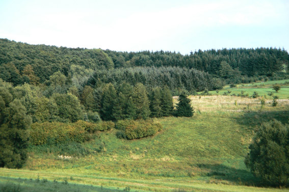Blick zum Mannsholz unterhalb des Golfplatzes