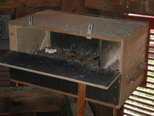 Schleiereulengelege im Kasten auf dem Brandoberndorfer Kirchturm