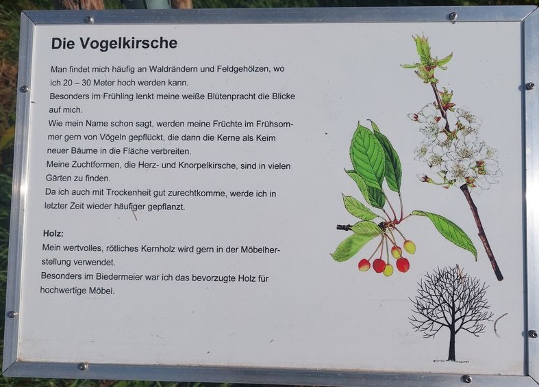 Solche Schilder erklären die wichtigsten Baumarten