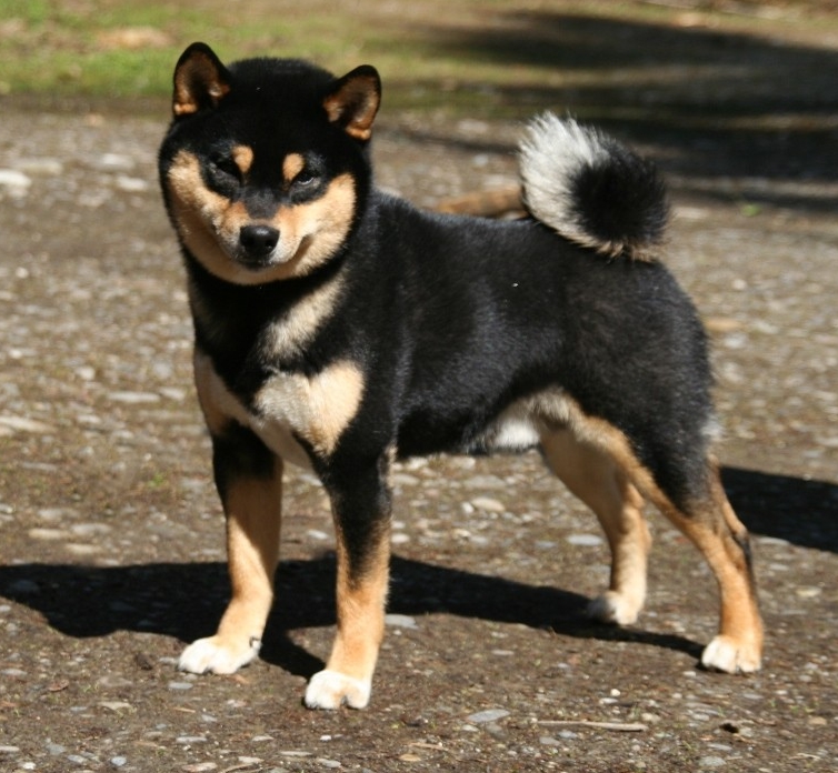 Shiba black and tan