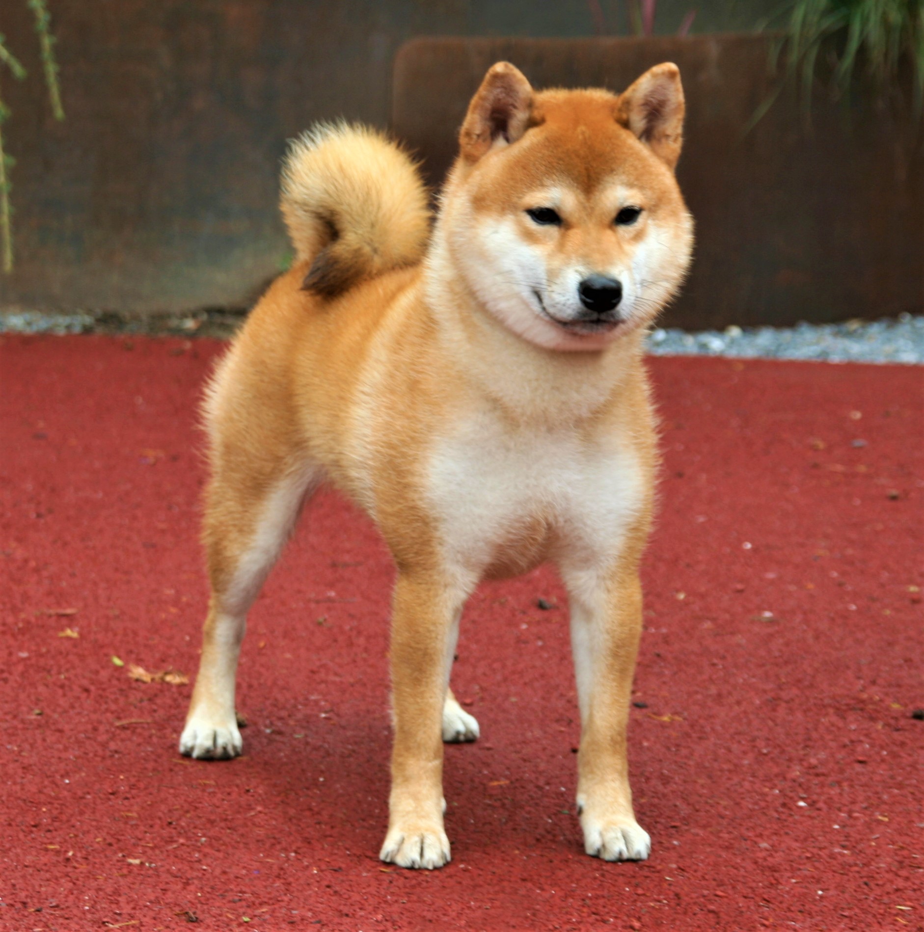 Benimatsu Go Ryuukyuu Uruma Shiba Inu Zucht Of Isamashii Nakama
