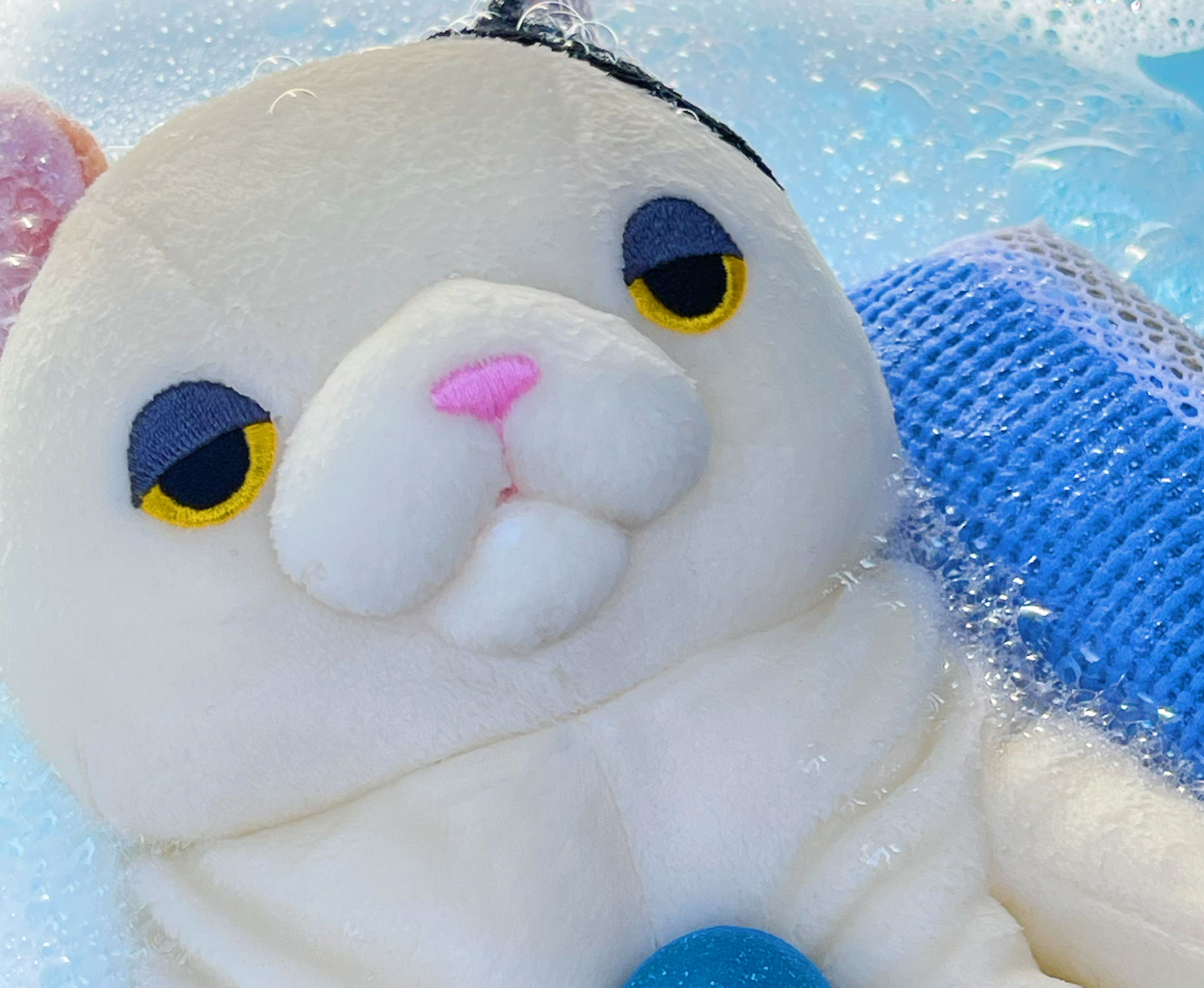 もちねこクリーニングお任せください