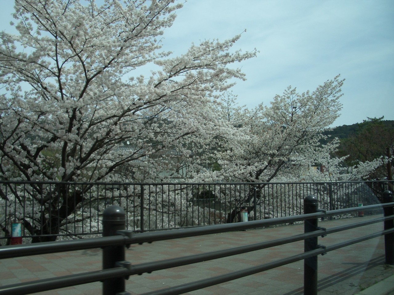 願わくば 花の下にて 春死なん 京都のちりめん山椒 京 じゃこ山椒 しののめ寺町