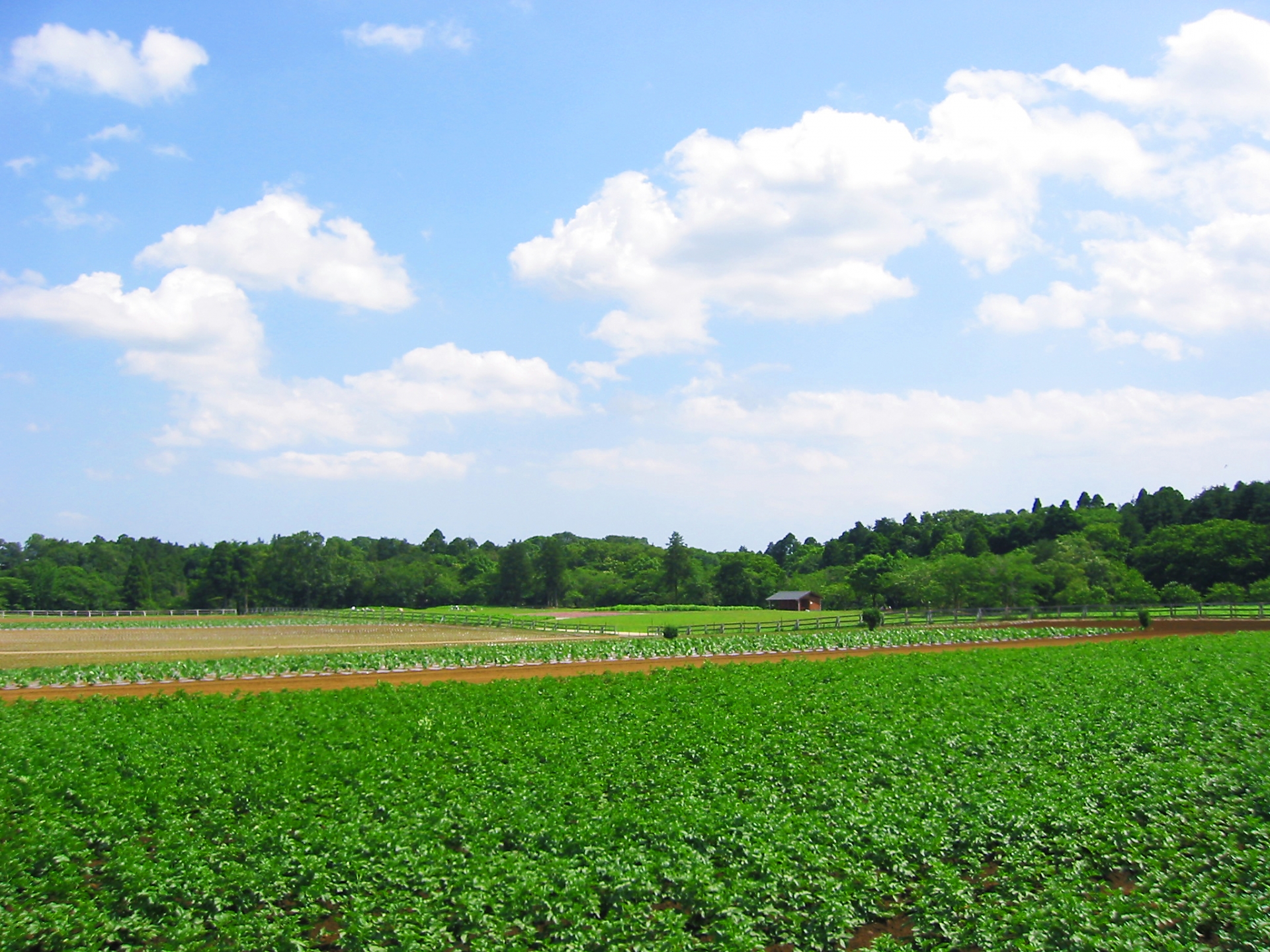 栃木 自然栽培を楽しむ会 『とちのら』ゆるっとしたほうのホームページへようこそ! naturalfarmingcycle ページ!