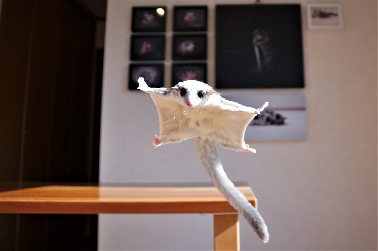 フクロモモンガ画像