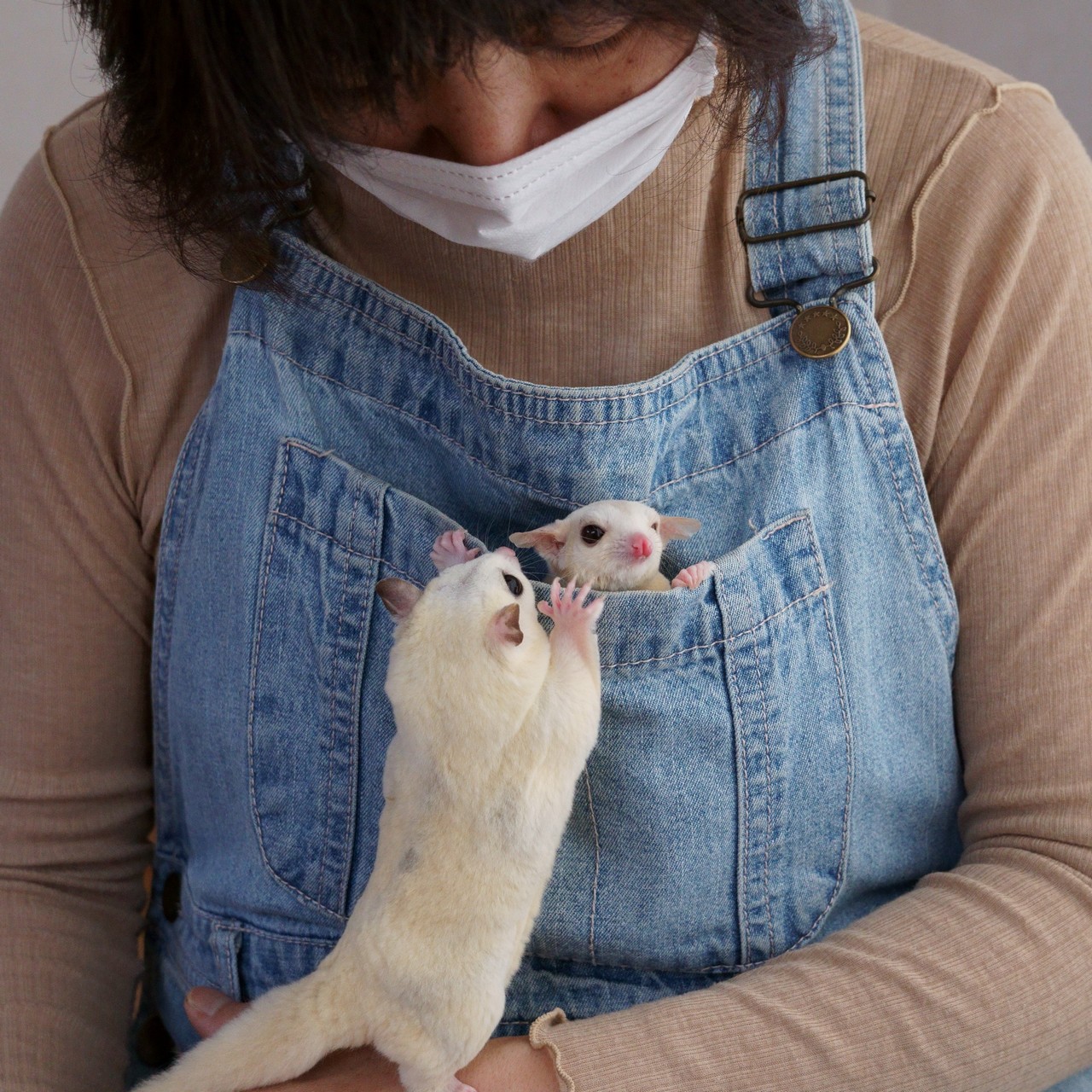 すももちゃんとあんずちゃんの里帰り