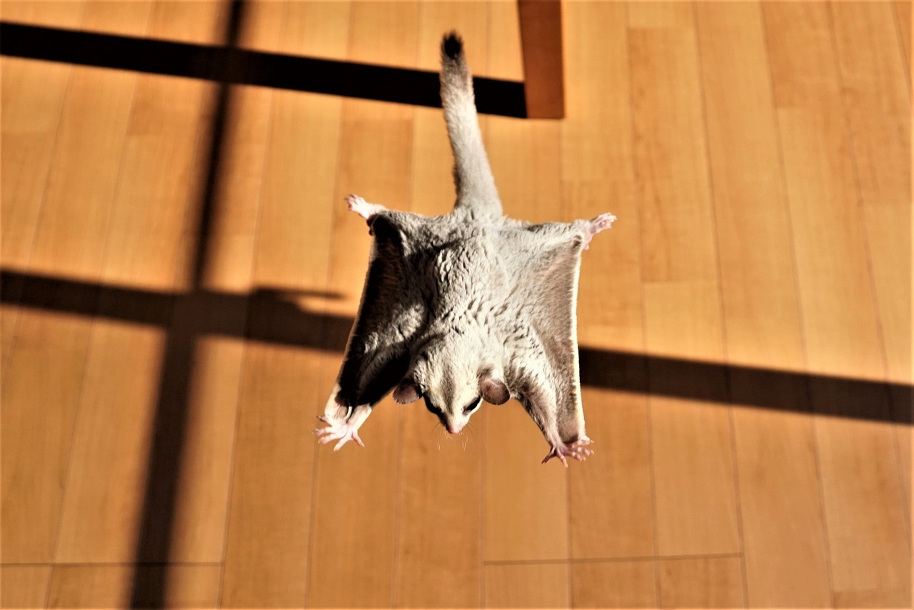 フクロモモンガ画像