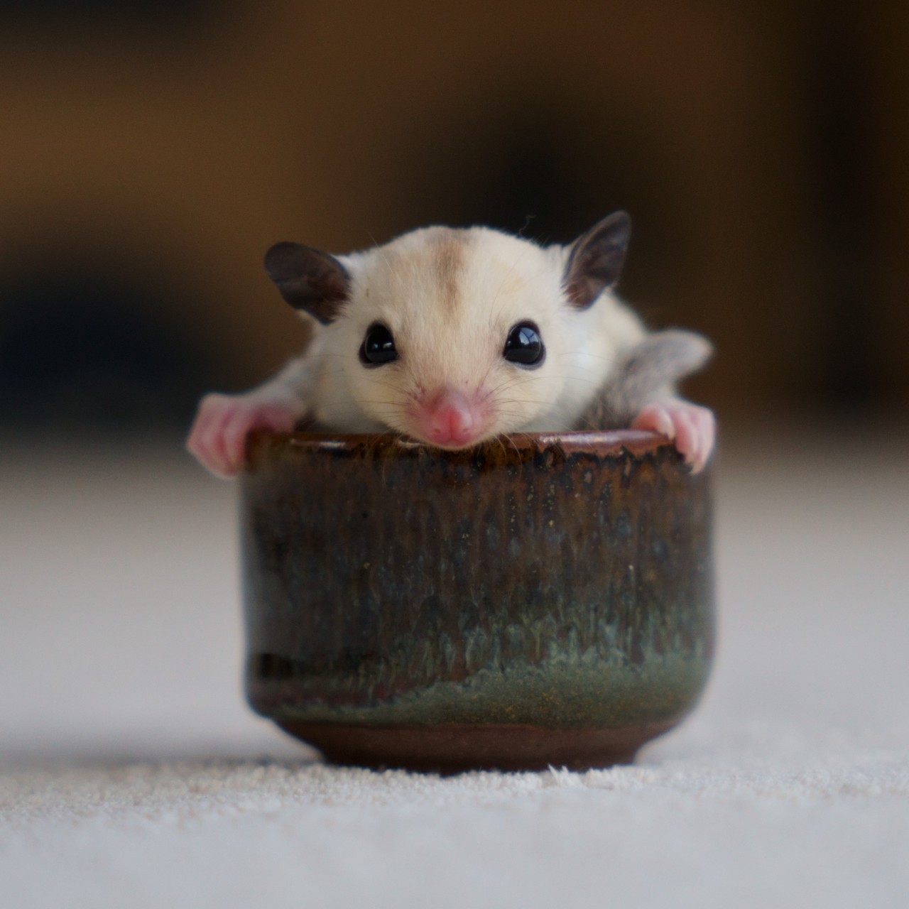 おちょこちょこちょこ おちょこちょこ♪