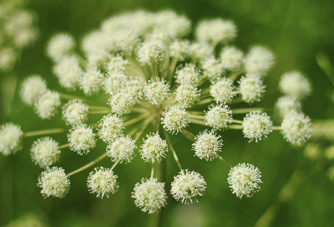 Merveille de la nature - L'Angélique