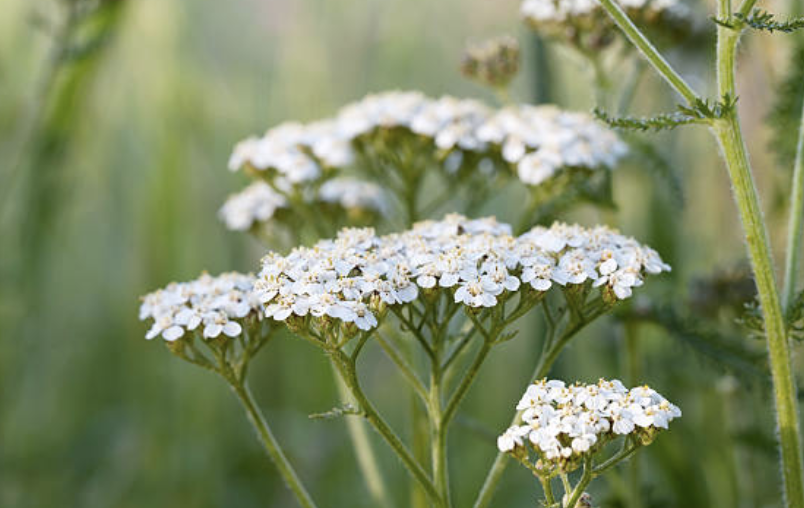 Phyto...was? Die Schafgarbe