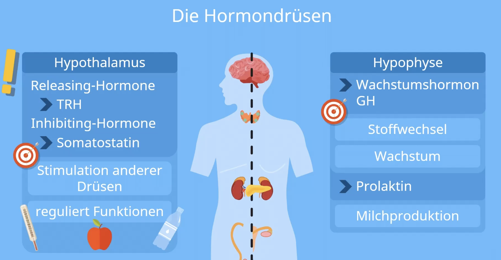 Ein kleiner Einblick in die Hierarchie des Hormonsystems
