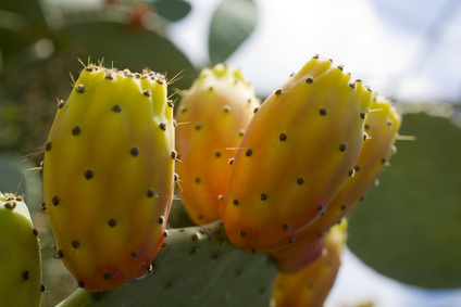 PRICKLY PEAR SEED OIL