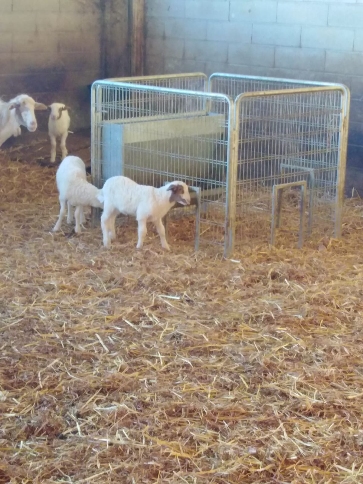 Box svezzamento agnelli con tramoggia porta-mangime
