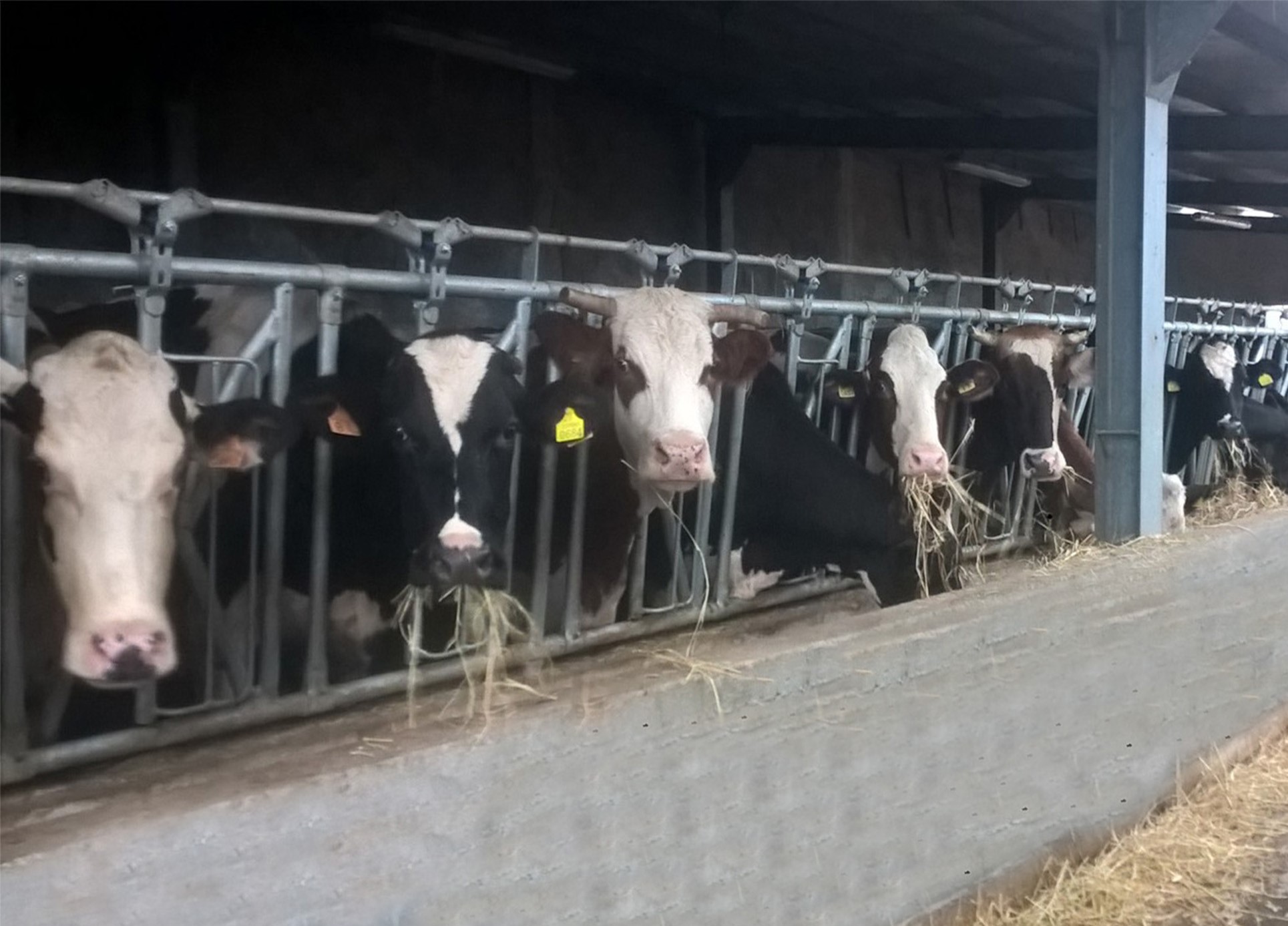 Mangiatoia autocatturante anti-soffoco, silenziata, con ancoraggio, zincata