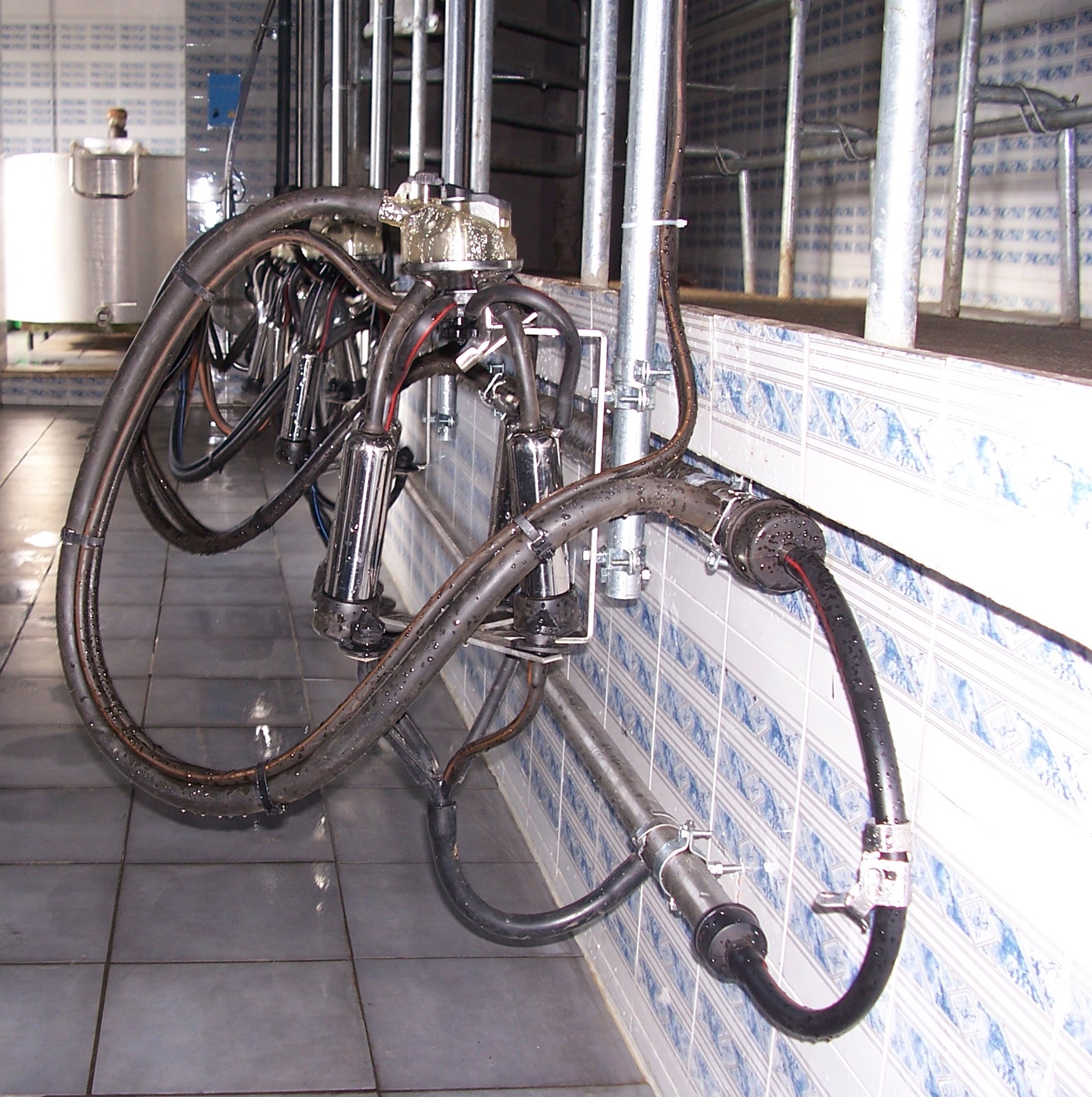 Sala di mungitura per bovini linea bassa con stazioni di lavaggio inox