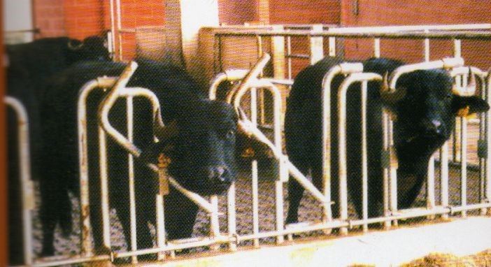 Autocattura con corna non silenziata, batticollo fisso, zincata a caldo