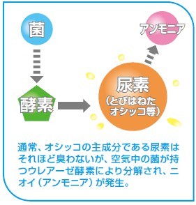 トイレのニオイはどこから発生するか